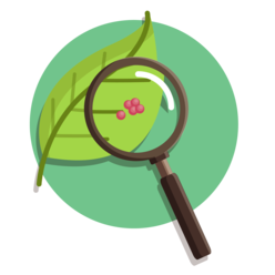Plant leaf disease